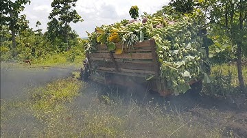 xe công nông đâu ngang 2 câu chở chuối cực kỳ khỏe