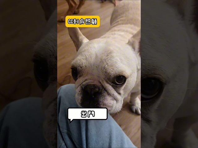 CC寵物保母 - 這是我當初剛開始做保母的影片，希望您可以點開來看，感恩