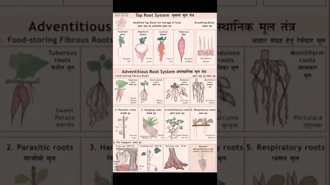 Tap Root's System🌱