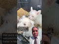 Animal cruelty charges filed after 42 dogs found in cramped Marysville trailer