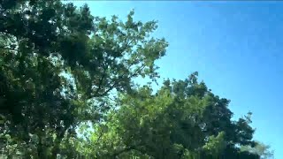 Tampa ranked amongst worst places to live with allergies, new report says