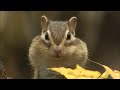 シマリス ドングリつめこんでパンパン