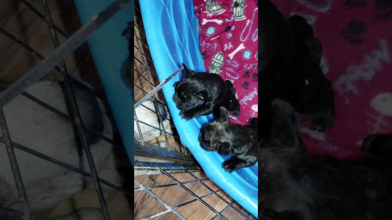 Slobber Kiss Danes Great dane knock out tongue