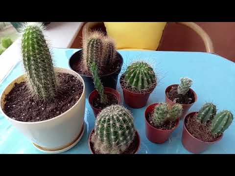 Video: Lithops Care - Canlı Taş Büyütmek İçin İpuçları