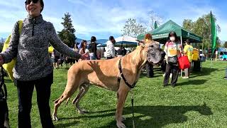 Cash 2.0 Great Dane at the Bark In The Park 2025 event in Thousand Oaks (1 of 5)
