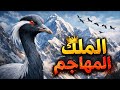 طائر الرهو | الطائر الذي يتحدى الهيمالايا