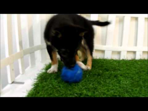 Puppies For Sale San Diego Puppy Shiba Inu Puppies For