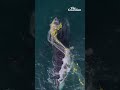 Whale and her calf entangled in shark net off Queensland coast