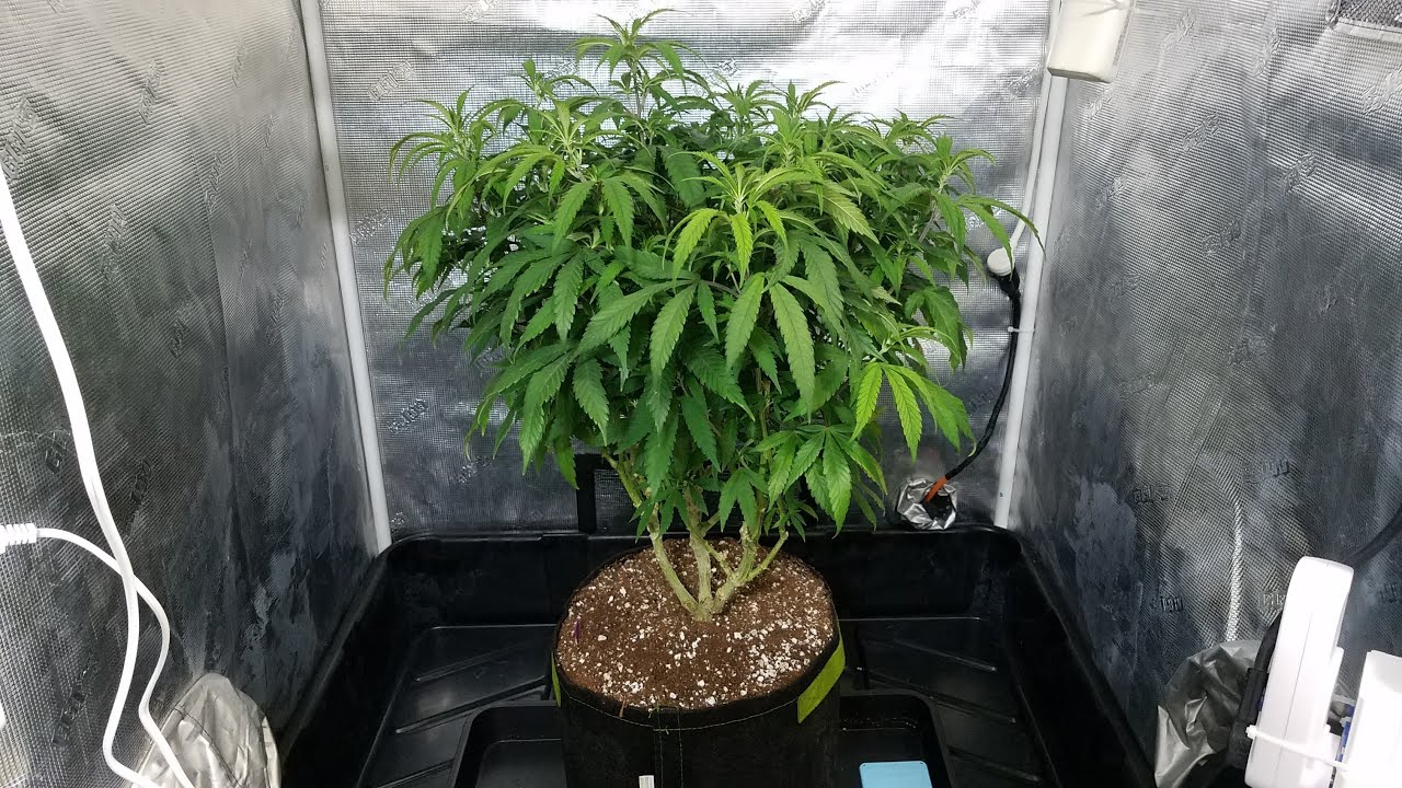 Mars Hydro FC E4800 Grow - A Little Training