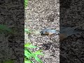 Robin building his nest