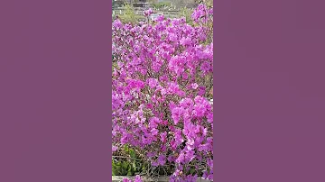 Цветёт рододендрон (багульник). Владивосток 29 апреля.