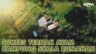 Cerita Sukses Ternak Ayam Kampung! Untung Besar dg Kandang Terintegrasi Maggot!