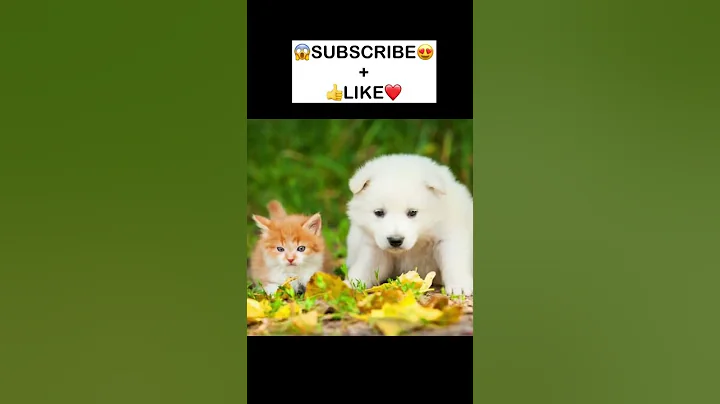 Video 1799961: pets cutecat funny animals, funny funniest animal pets, dog pet funny funniest, cat cute funny