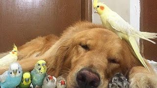 Aşiri Komi̇k Papağan Kuş Vi̇deolari Gülme Garanti̇