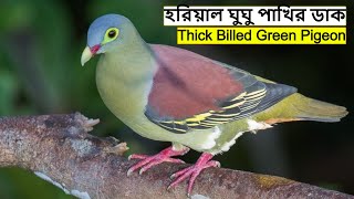 Thick Billed Green Pigeon Sound | Hariyal Bird Call | মোটা ঠোঁট হরিয়াল ঘুঘু পাখির ডাক @wildindiamit​