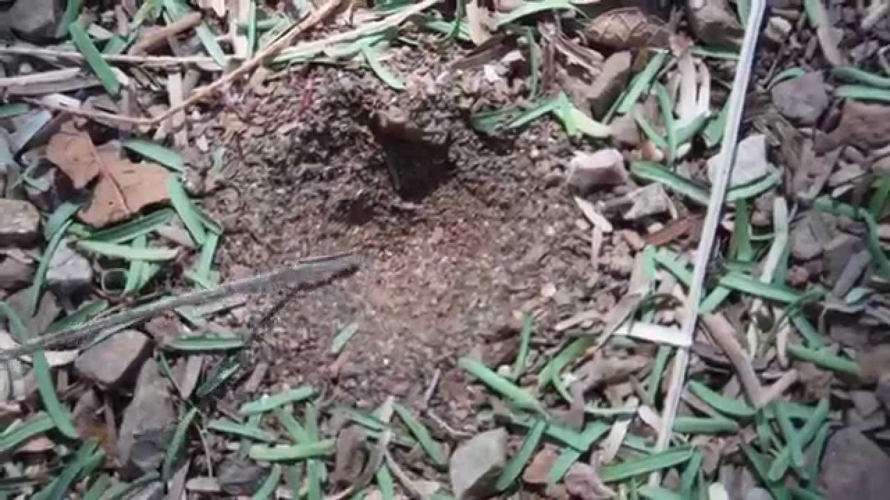 Ant Lion trap Tucson, AZ USA YouTube