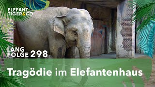 Trauer Um Hoas Baby Langfolge 298 Elefant, Tiger & Co. Ard
