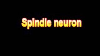 What Is The Definition Of Spindle neuron Medical School Terminology Dictionary