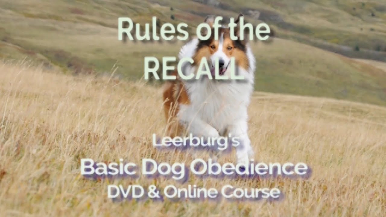 puppy paradise Rules of the Recall