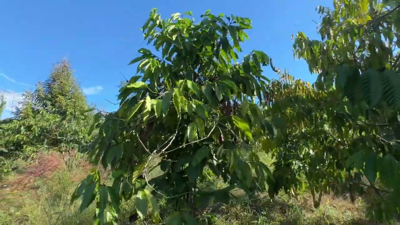 Bán vườn cafe sổ hơn 4.7ha tại phường đông Gia Nghĩa Lâm Đồng chỉ 200tr/1 sào