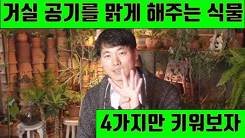 거실에 어울리는 4가지 공기 정화 식물