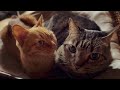 ひとつ屋根の下に暮らしていても A Summer Day and Shedding Season