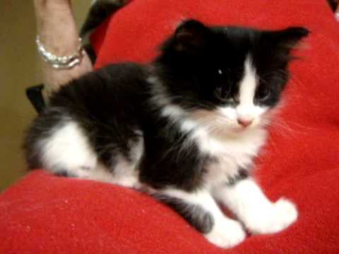 Meet Ringo a Domestic Medium Hair currently availa...