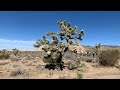 Exploring joshua tree national park