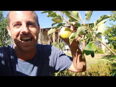 וִידֵאוֹ: עץ תפוח: גלד והטיפול בו