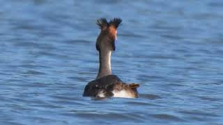 Great Crested Grebe stretching its unusual webbed feet.