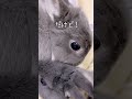 知ってる？ママうさぎが子供にも譲れないものは‥#shorts #うさぎ #rabbit