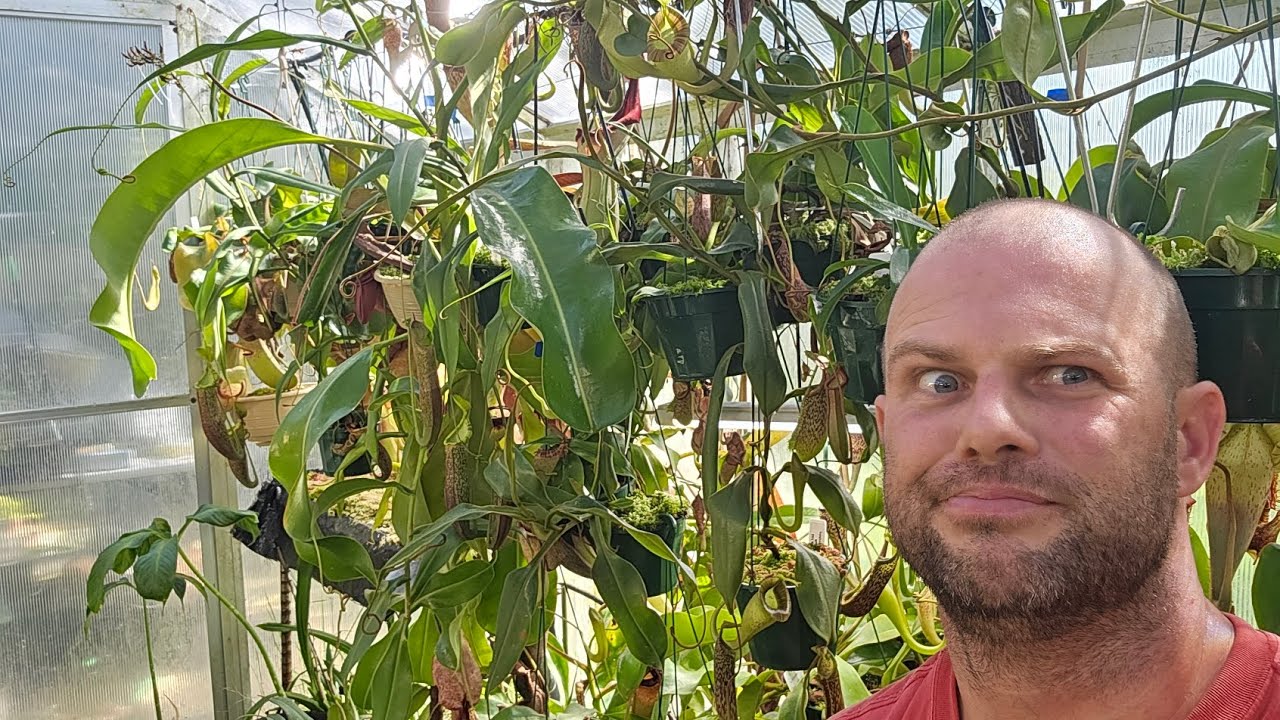 Экскурсия по оранжерее Непентес, в моей переполненной теплице