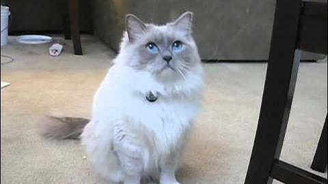 Cat loves catnip bubbles