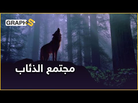 فيديو: الذئب القطبي: الوصف ، الموطن ، الصورة