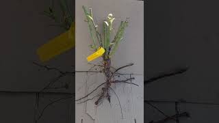 видео: Высаживаем розы ОКС осенью правильно. Питомник роз Полины Козловой, rozarium.biz картинка: Высаживаем розы ОКС осенью правильно. Питомник роз Полины Козловой, rozarium.biz