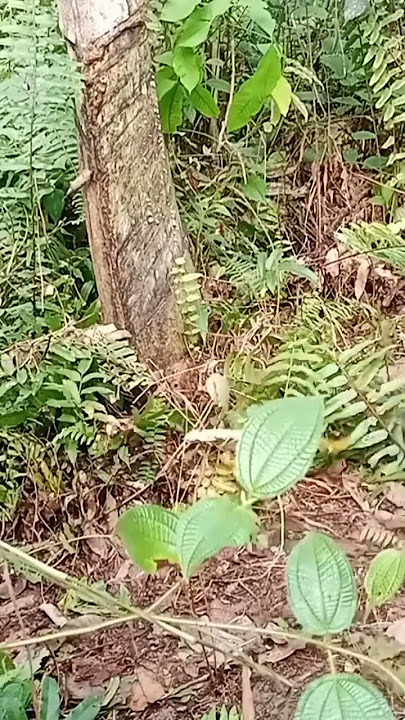 jerat puyuh hutan