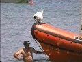 Funny dog on a boat off studland beach