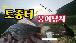 마릿수를 보장하는 토종터 붕어낚시~~!!대물붕어도 있을까?