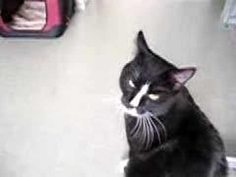 Cat chattering  at a fly YouTube
