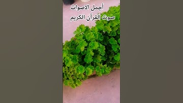 قران كريم🤲😍 بصوت جميل للشيخ اسلام صبحي #المصحف #راحة_نفسية #اكسبلور#الرحمن 😍👍 #اكسبلور #music
