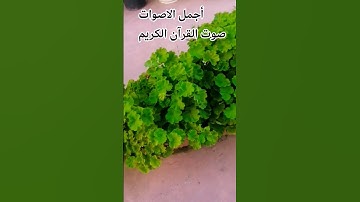قران كريم🤲😍 بصوت جميل للشيخ اسلام صبحي #المصحف #راحة_نفسية #اكسبلور#الرحمن 😍👍 #اكسبلور #music