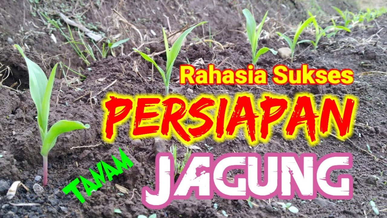 Rahasia Sukses Persiapan Tanam Jagung