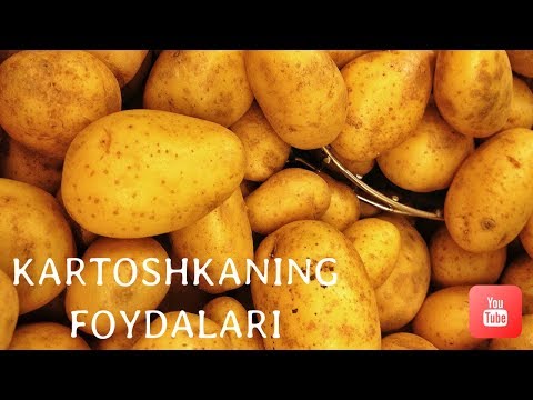 Video: Kartoshkaning Xususiyatlari