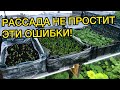 7 ЗАПРЕТОВ ДЛЯ МАЛЕНЬКОЙ РАССАДЫ!