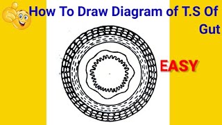 how to draw transverse section of gut step by step for beginners !