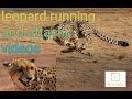 leopard running  and attacks videos