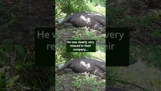 This friendly tapir crashed one of our shoots  #PlanetEarth3 #Tapir