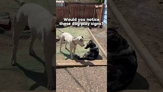 Dog behaviour #dogtraining #dogplay #dogbehavior