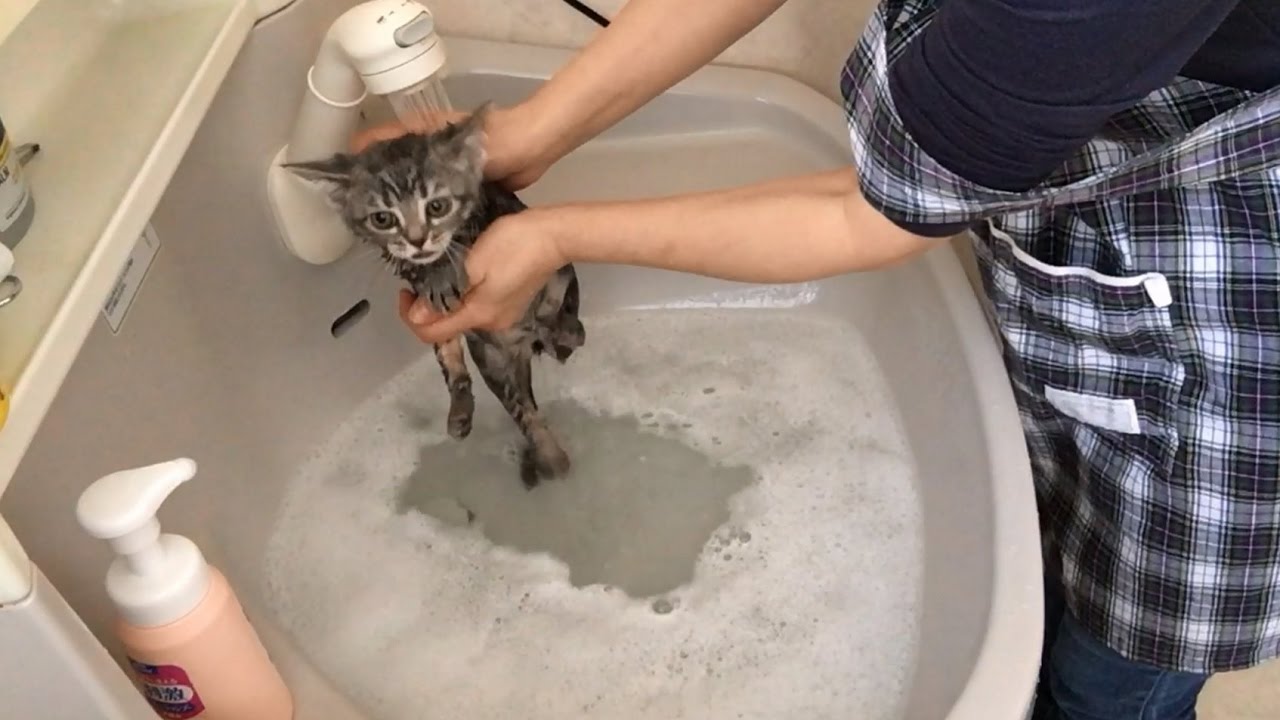 かわいい子猫　初めてのシャンプー　お風呂【スズ編】- First of shampoo kittens -