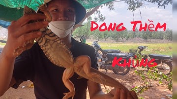 Sống trong rừng săn bắt con Dong rừng cát khủng đầu mùa mưa